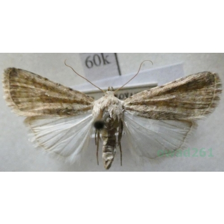 Caradrina clavipalpis Scopoli, 1763 Światłówka izdebnica Slovakia60k